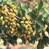 Cultivation pistachio