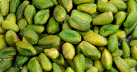 Producer and Exporter of Pistachio