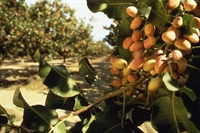 Harvesting exported pistachio