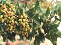 Cultivation for the pistachio exporters